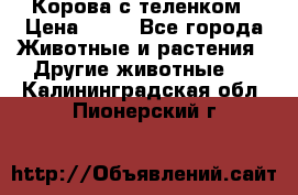 Корова с теленком › Цена ­ 69 - Все города Животные и растения » Другие животные   . Калининградская обл.,Пионерский г.